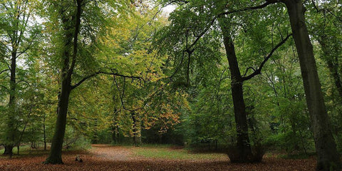 Woods Wanderer 1 Black Ornate Wood Framed Art Print with Double Matting by Frances, Stephanie