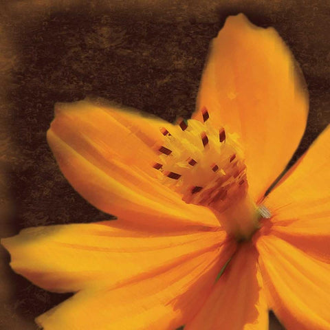 Just The Flower White Modern Wood Framed Art Print with Double Matting by Gibbons, Lauren