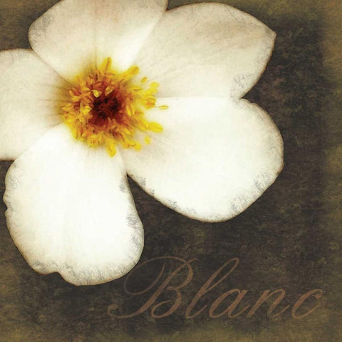 Blanc Flower White Modern Wood Framed Art Print by Gibbons, Lauren