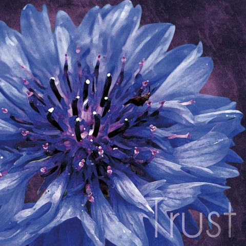 Trust Flower White Modern Wood Framed Art Print with Double Matting by Gibbons, Lauren