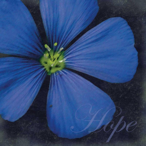 Hope Flower White Modern Wood Framed Art Print with Double Matting by Gibbons, Lauren