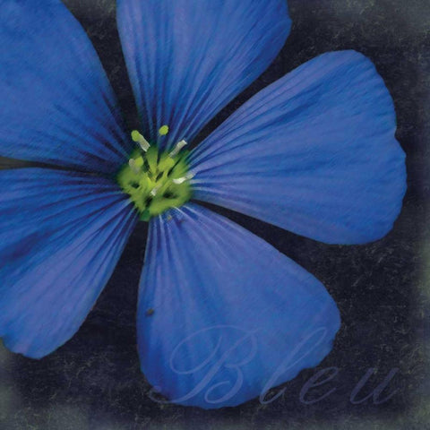 Bleu Flower Gold Ornate Wood Framed Art Print with Double Matting by Gibbons, Lauren