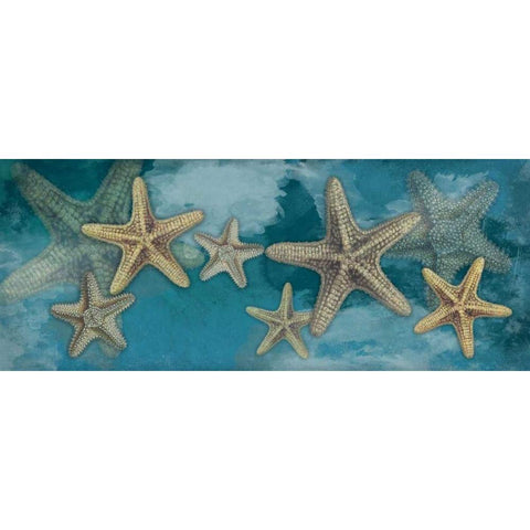 Starfish Black Modern Wood Framed Art Print with Double Matting by Grey, Jace