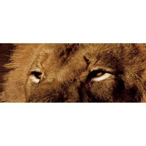 Lion Eyes White Modern Wood Framed Art Print by Grey, Jace