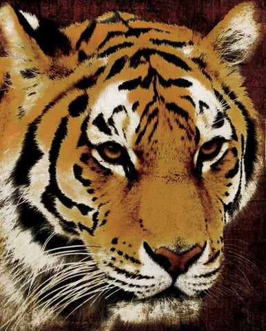 Tiger White Modern Wood Framed Art Print with Double Matting by Grey, Jace