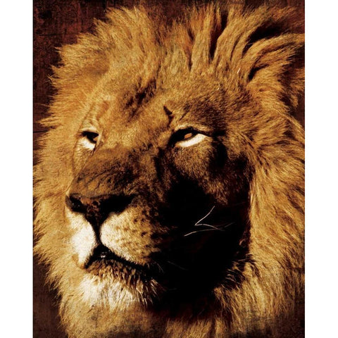 Lion Black Modern Wood Framed Art Print with Double Matting by Grey, Jace