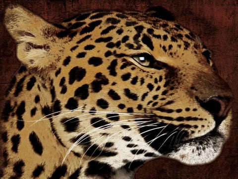 Leopard Black Ornate Wood Framed Art Print with Double Matting by Grey, Jace