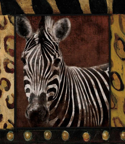 Zebra Dordered White Modern Wood Framed Art Print with Double Matting by Grey, Jace