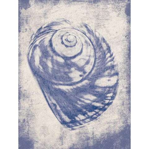 Shell Shade Mate Black Modern Wood Framed Art Print with Double Matting by Grey, Jace