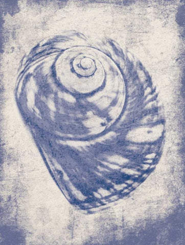 Shell Shade Mate White Modern Wood Framed Art Print with Double Matting by Grey, Jace