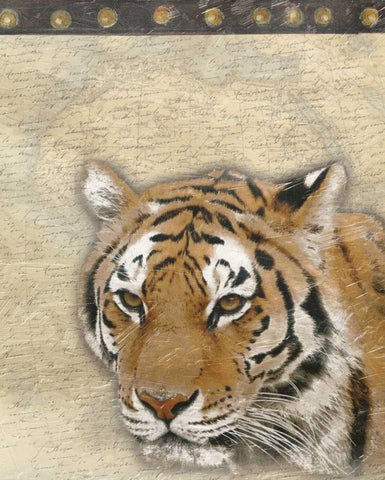 Tiger Africa 2 Black Ornate Wood Framed Art Print with Double Matting by Grey, Jace