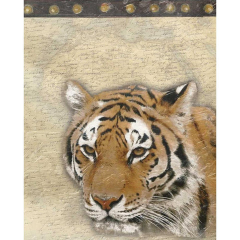 Tiger Africa 2 Black Modern Wood Framed Art Print with Double Matting by Grey, Jace