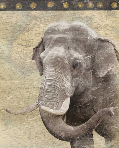 Elephant Black Ornate Wood Framed Art Print with Double Matting by Grey, Jace