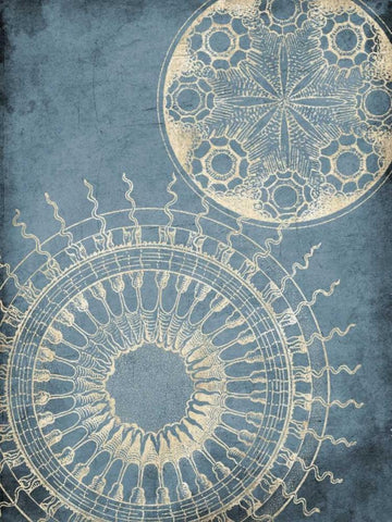 Coastal Patterns Cream Black Ornate Wood Framed Art Print with Double Matting by Grey, Jace