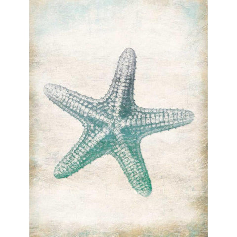 Starfish Black Modern Wood Framed Art Print with Double Matting by Grey, Jace