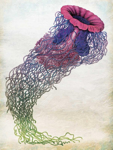 Jellyfish Black Ornate Wood Framed Art Print with Double Matting by Grey, Jace