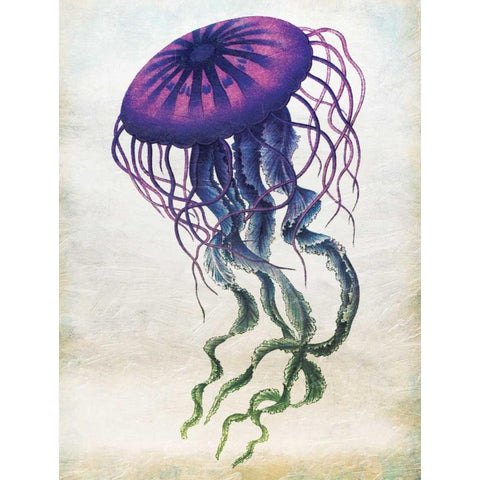 Colored Jellyfish Black Modern Wood Framed Art Print with Double Matting by Grey, Jace