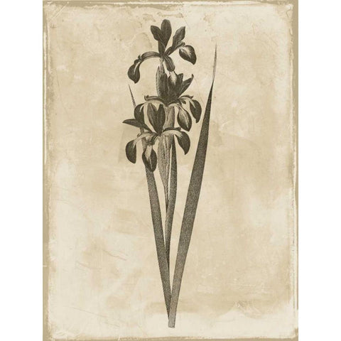 Earthy floral 2 White Modern Wood Framed Art Print by Grey, Jace