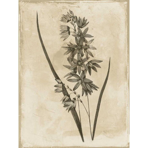 Earthy  floral 3 Black Modern Wood Framed Art Print with Double Matting by Grey, Jace