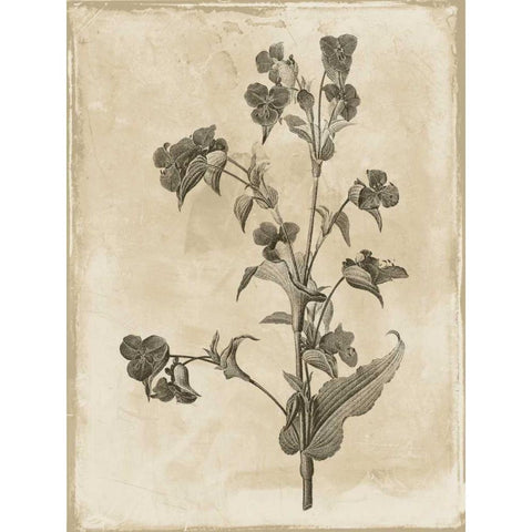 Earthy floral 4 Black Modern Wood Framed Art Print with Double Matting by Grey, Jace