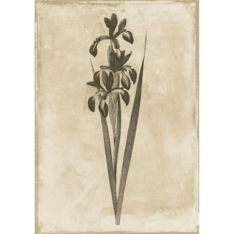 Floral Earthtone Two Black Modern Wood Framed Art Print with Double Matting by Grey, Jace