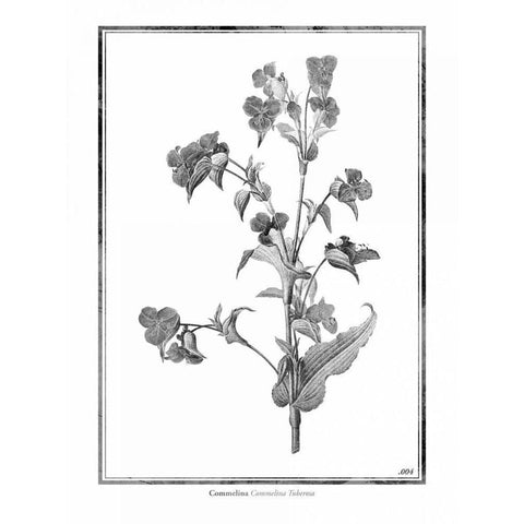 Commelina White Modern Wood Framed Art Print by Grey, Jace