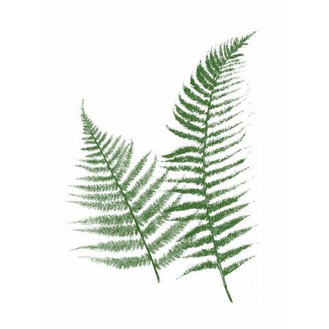 Green Ferns White Modern Wood Framed Art Print by Grey, Jace