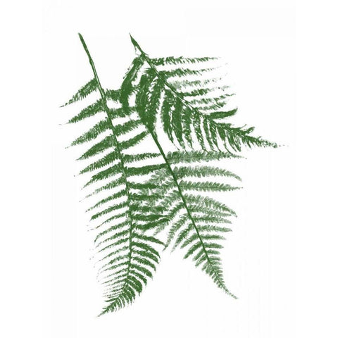 Green Ferns Mate White Modern Wood Framed Art Print by Grey, Jace