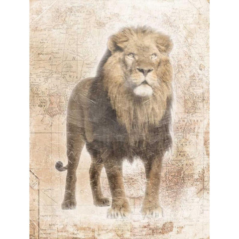 African Lion White Modern Wood Framed Art Print by Grey, Jace