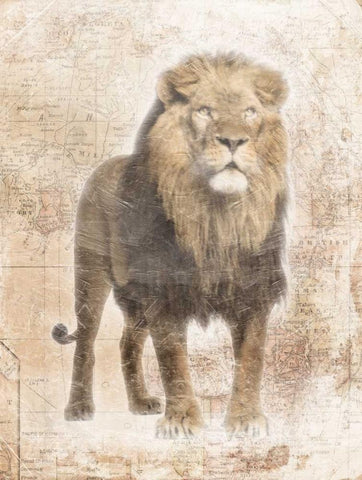 African Lion Black Ornate Wood Framed Art Print with Double Matting by Grey, Jace