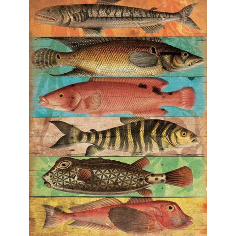 Fish Wall Mate Black Modern Wood Framed Art Print with Double Matting by Grey, Jace