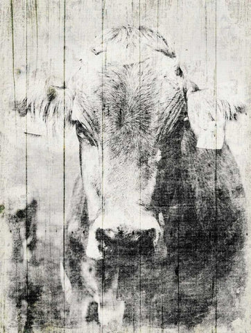 Vintage Cow White Modern Wood Framed Art Print with Double Matting by Grey, Jace