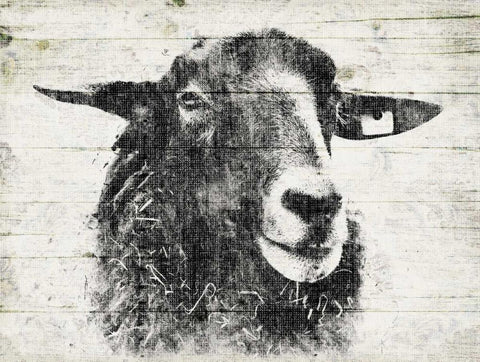 Vintage Sheep White Modern Wood Framed Art Print with Double Matting by Grey, Jace