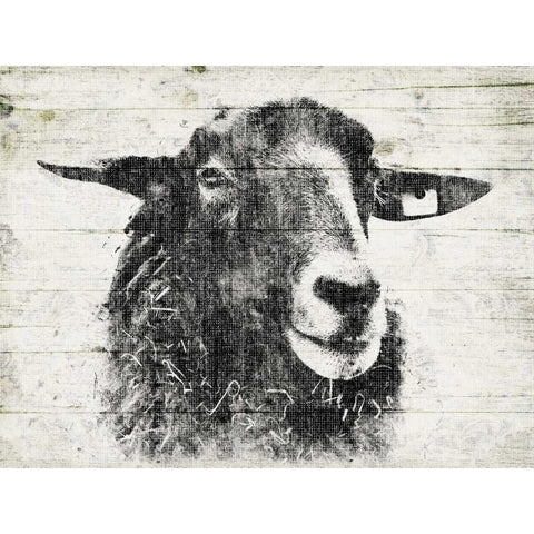 Vintage Sheep Black Modern Wood Framed Art Print with Double Matting by Grey, Jace