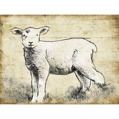Vintage Lamb Sketch White Modern Wood Framed Art Print by Grey, Jace