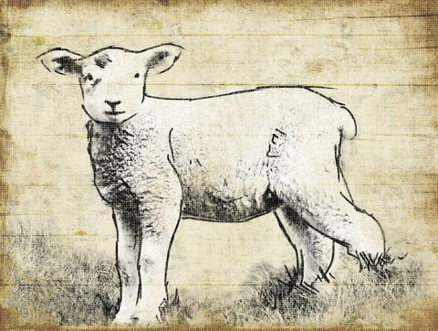 Vintage Lamb Sketch Black Ornate Wood Framed Art Print with Double Matting by Grey, Jace