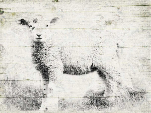 Vintage Lamb White Modern Wood Framed Art Print with Double Matting by Grey, Jace