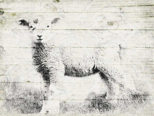 Image Only