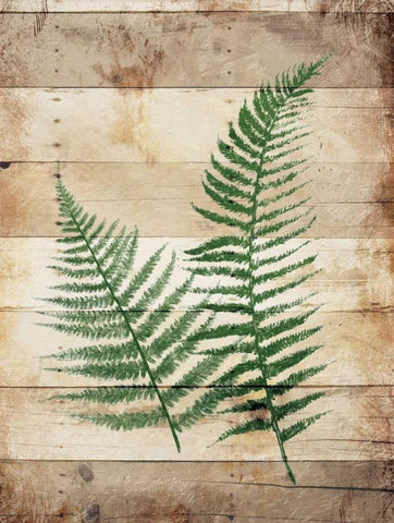 Ferns On Wood Black Ornate Wood Framed Art Print with Double Matting by Grey, Jace