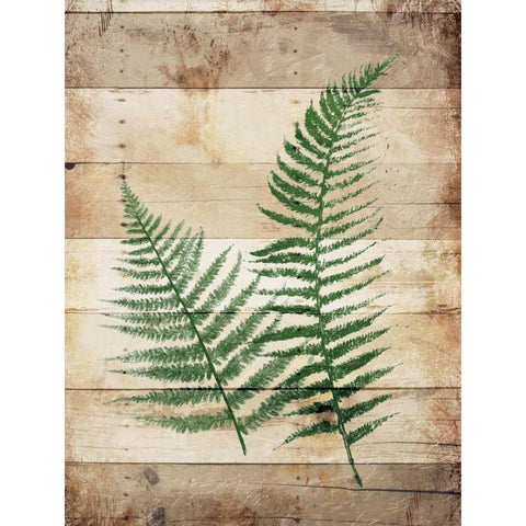 Ferns On Wood White Modern Wood Framed Art Print by Grey, Jace