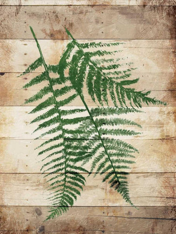 Ferns On Wood Mate White Modern Wood Framed Art Print with Double Matting by Grey, Jace