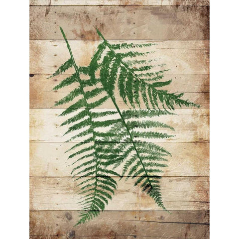 Ferns On Wood Mate White Modern Wood Framed Art Print by Grey, Jace