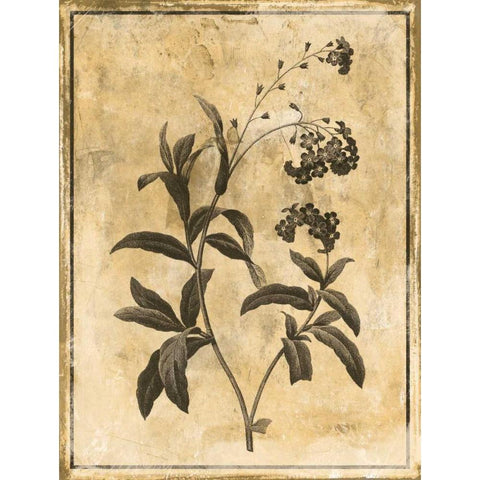 Stencil Floral Mate Black Modern Wood Framed Art Print with Double Matting by Grey, Jace