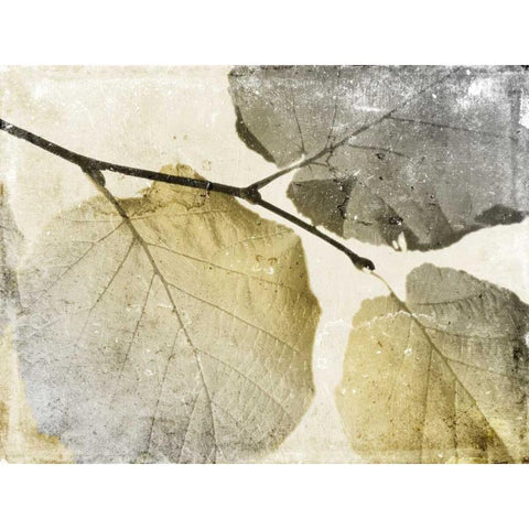 Classic Leaves White Modern Wood Framed Art Print by Grey, Jace