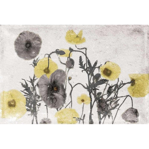 Stone Wash Poppies Light White Modern Wood Framed Art Print by Grey, Jace