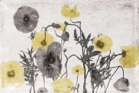 Stone Wash Poppies Light Black Ornate Wood Framed Art Print with Double Matting by Grey, Jace