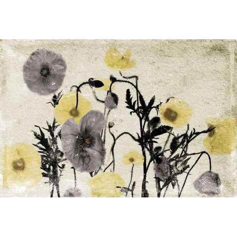 Stone Wash Poppies White Modern Wood Framed Art Print by Grey, Jace