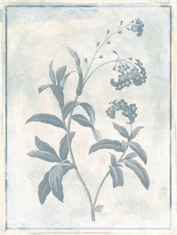 Sky Floral Two Cleaner Black Ornate Wood Framed Art Print with Double Matting by Grey, Jace