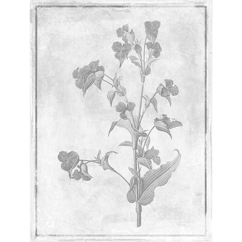 Monochrome Floral Cleaner 1 Black Modern Wood Framed Art Print with Double Matting by Grey, Jace