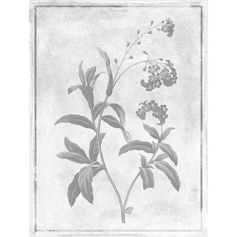 Monochrome Floral Cleaner 2 Black Modern Wood Framed Art Print with Double Matting by Grey, Jace